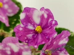Rivermist Calypso (J. Baker)
